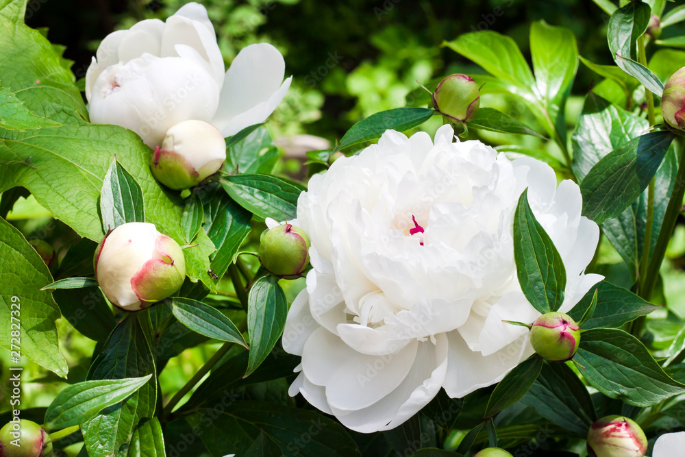Close-up of white peony on green garden background Close-up of white peony on green garden background