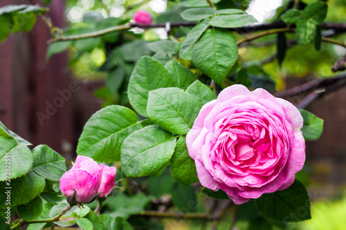 Rosa Centifolia (Rose des Peintres) flower closeup in summer garden photo