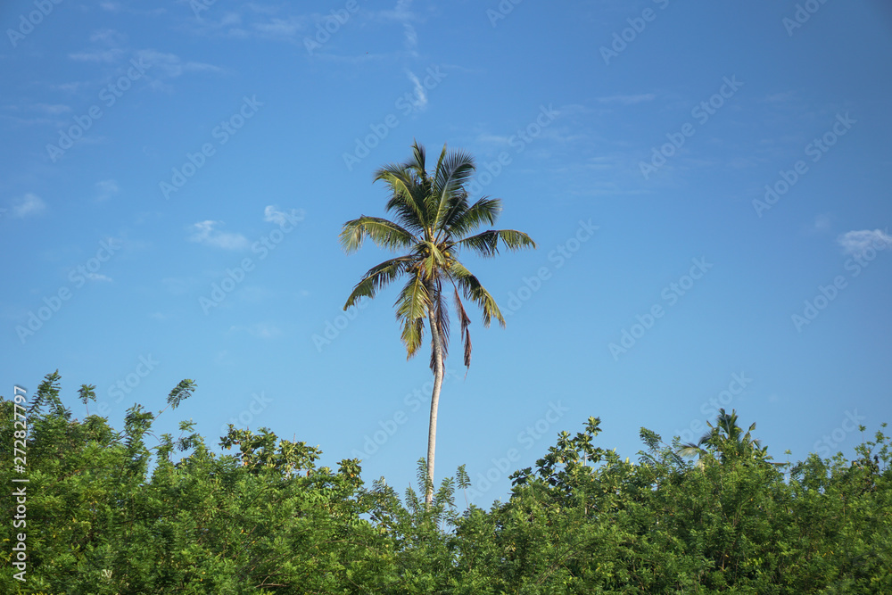 Fototapeta premium Beautiful exotic tropical palm trees against the sky in the rays of the sun. The theme of travel and holidays in Asia. Stock background