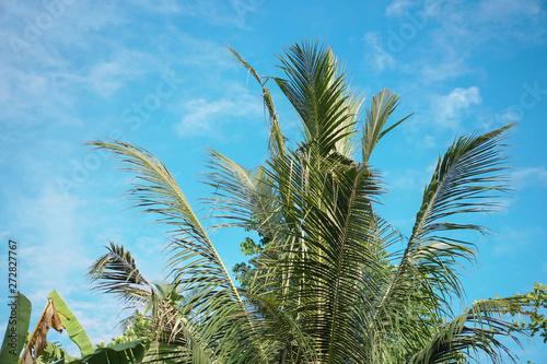 Beautiful exotic tropical palm trees against the sky in the rays of the sun. The theme of travel and holidays in Asia. Stock background