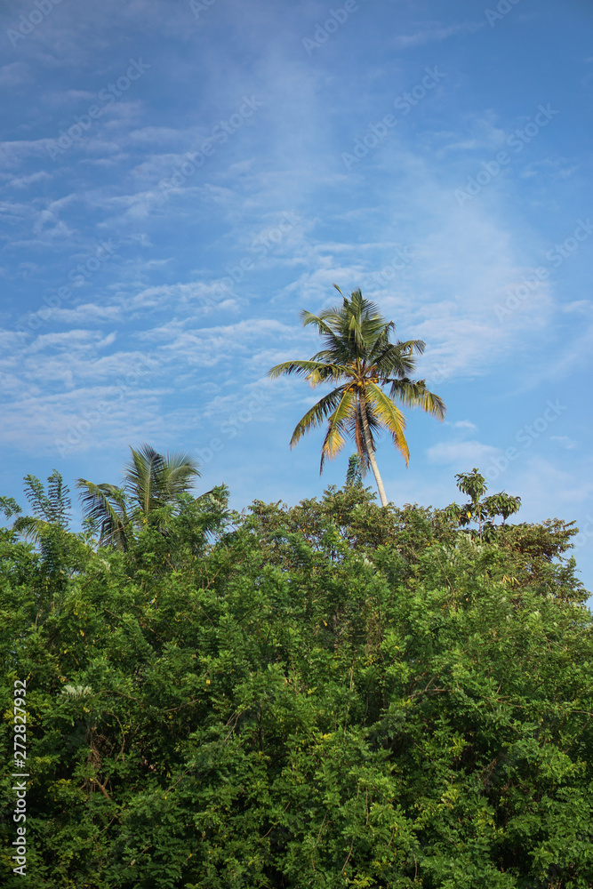 Obraz premium Beautiful exotic tropical palm trees against the sky in the rays of the sun. The theme of travel and holidays in Asia. Stock background
