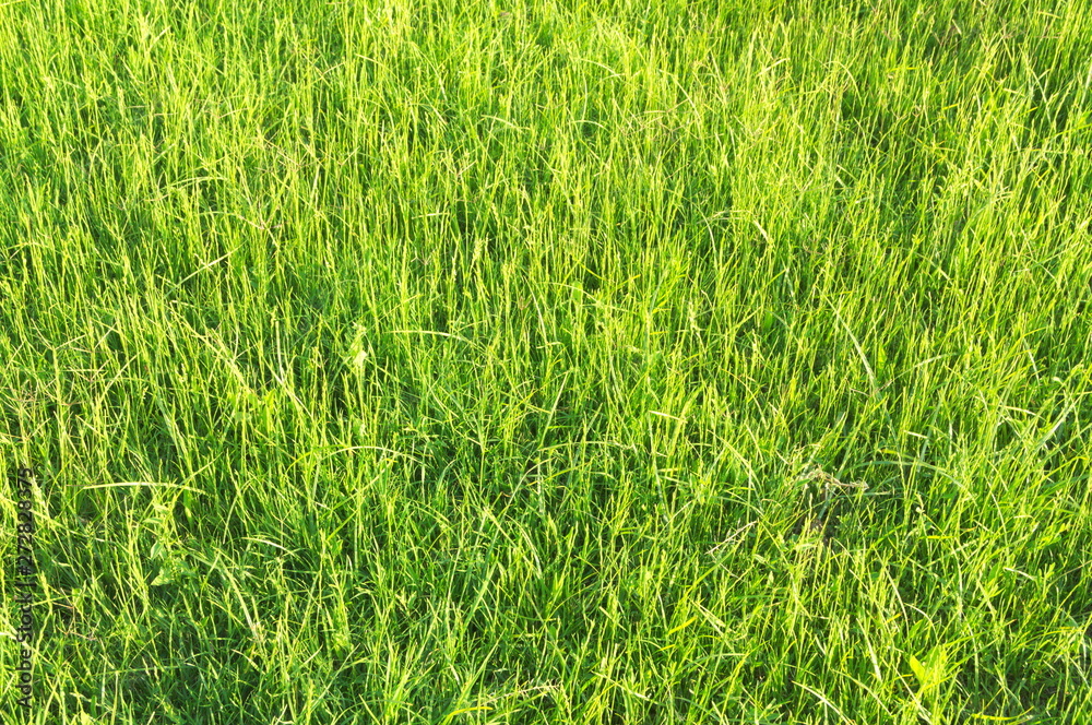 background of green grass background of green grass