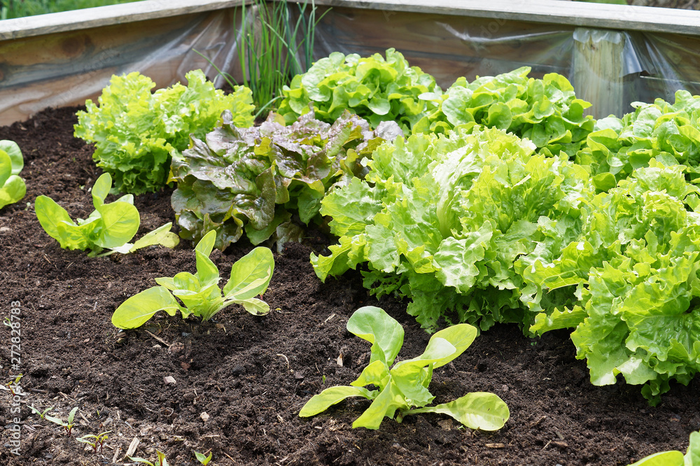 Raised-bed gardening with salad plants; vegetable organic food Raised-bed gardening with salad plants; vegetable organic food