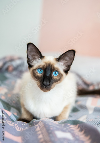 Fototapeta Naklejka Na Ścianę i Meble -  cat with blue eyes