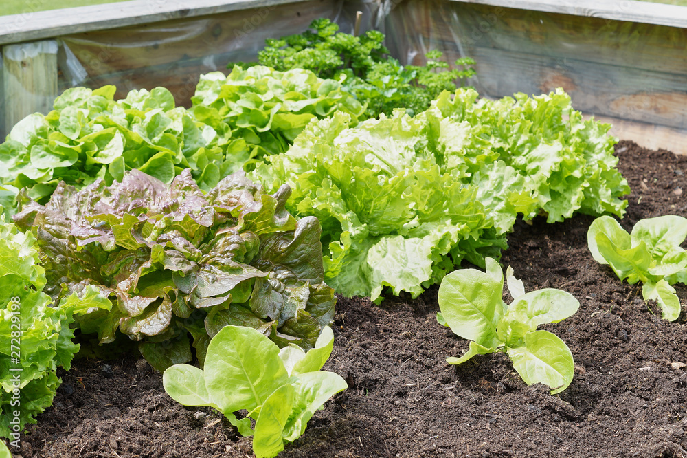 Raised-bed gardening with salad plants; vegetable organic food Raised-bed gardening with salad plants; vegetable organic food