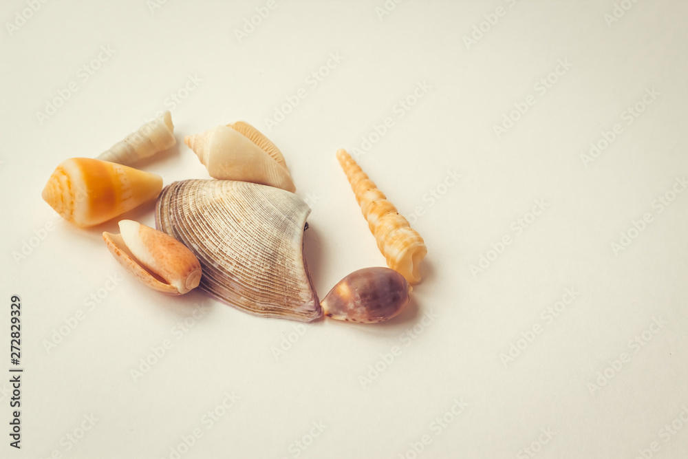 Marine background. Different seashells on light background. Sea summer vacation