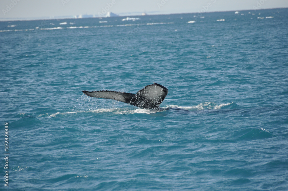 Fototapeta premium Walflosse