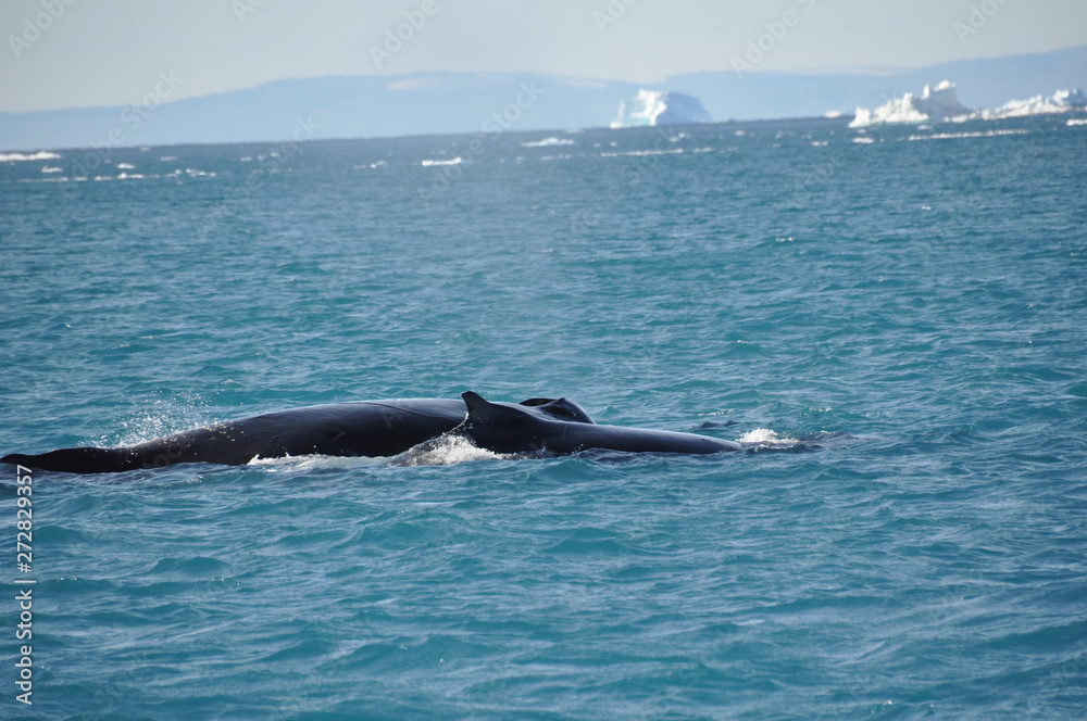 Fototapeta premium Wal 5