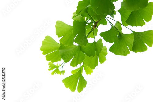 Ginkgo biloba green leaves on a tree. Ginkgo Biloba Tree Leaves on light sky.