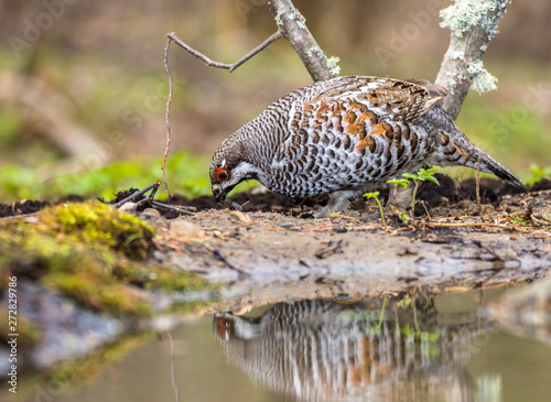 hazel grouse