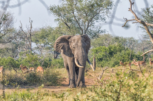 Elephant with large tusks in Mpumalanga in South Africa