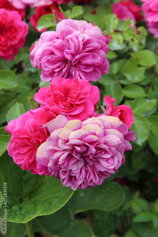  On one branch are luxurious roses of three colors.