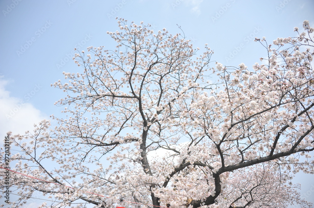 桜 桜