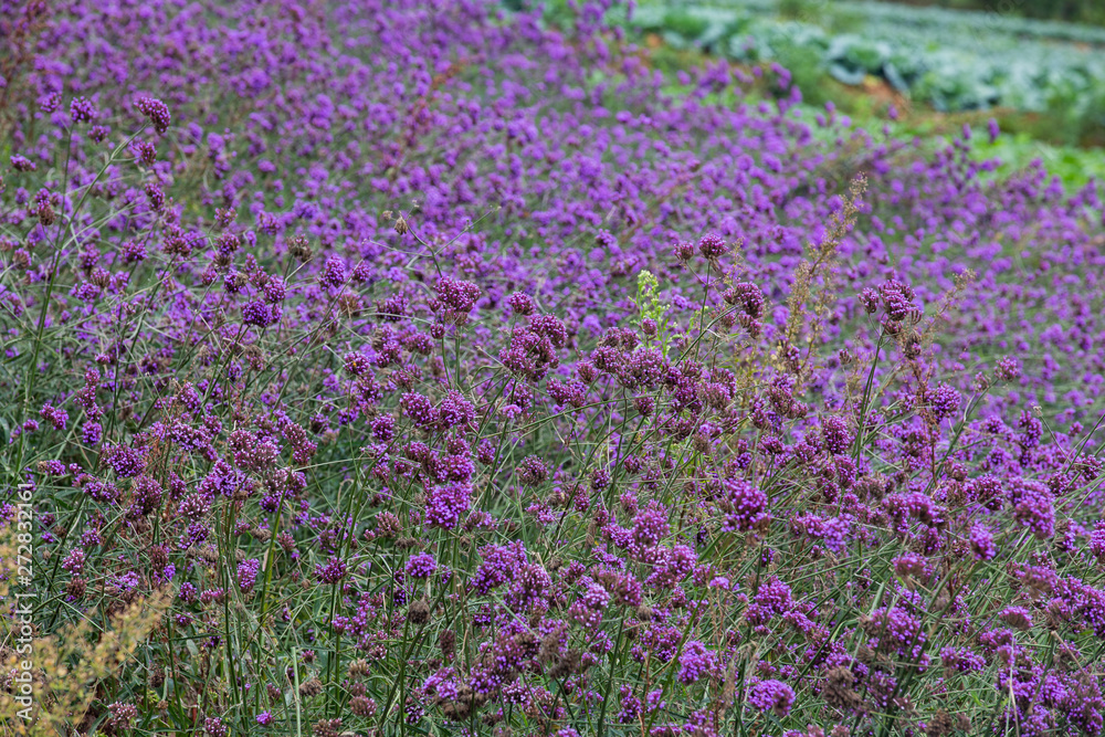 Verbena field , pink flower blooming on the mountain.