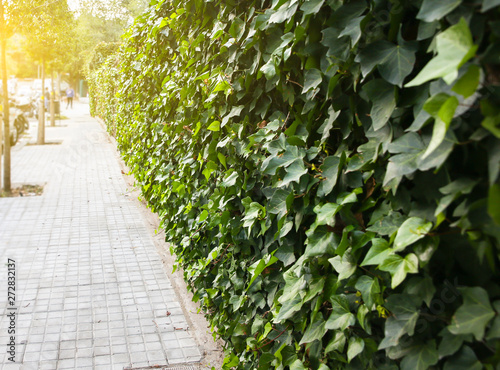 Modern european streets in Barcelona. City life. Beautiful ivy on the walls. photo