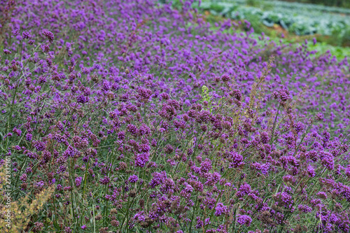 Verbena field   pink flower blooming on the mountain.