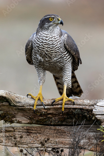 Northern goshawk Accipiter gentilis. Spain photo