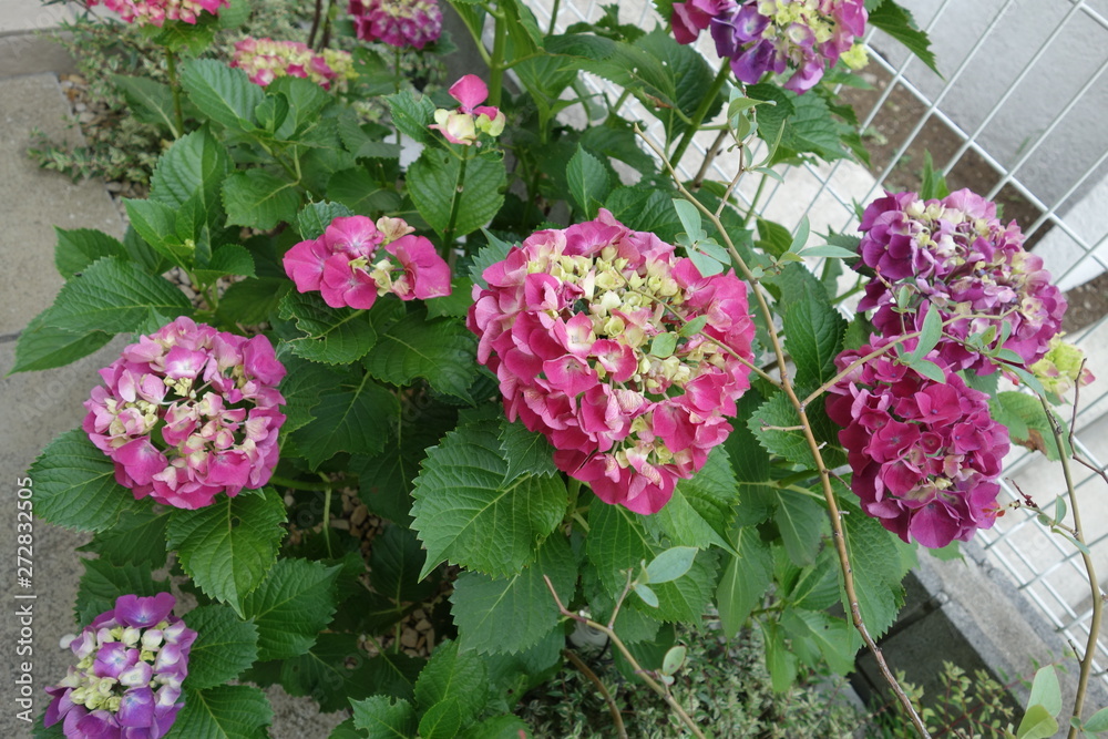 紫陽花 紫陽花