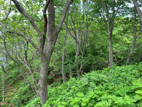 Russia, Vladivostok. Deciduous forest on the island of Shkot in June