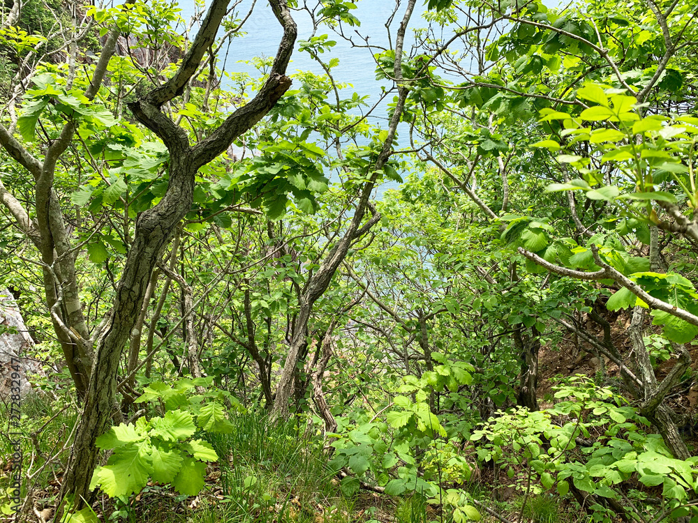 Russia, Vladivostok. Oak forest on the island of Shkot in summer. Quercus mongolica Russia, Vladivostok. Oak forest on the island of Shkot in summer. Quercus mongolica