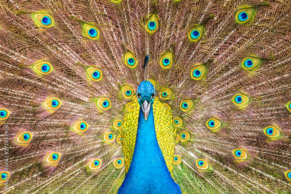 Naklejka premium front view of blue male indian peacock and full spread tail feathers