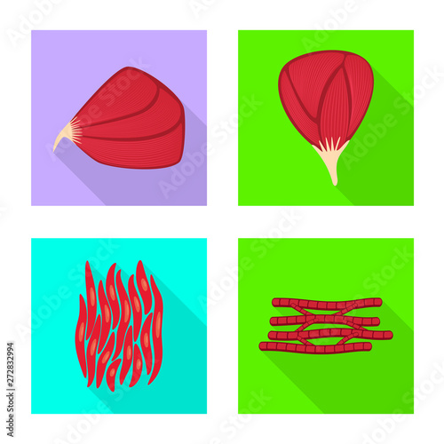 Vector illustration of muscle and cells sign. Set of muscle and anatomy vector icon for stock.