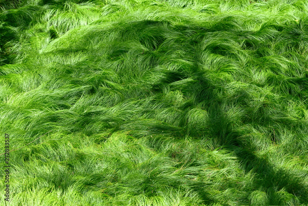 texture of grasses rocked by the wind No2 texture of grasses rocked by the wind No2
