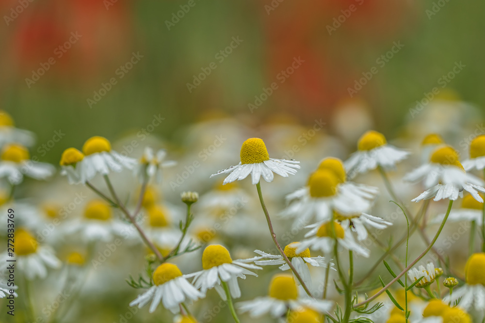 sommer sommer