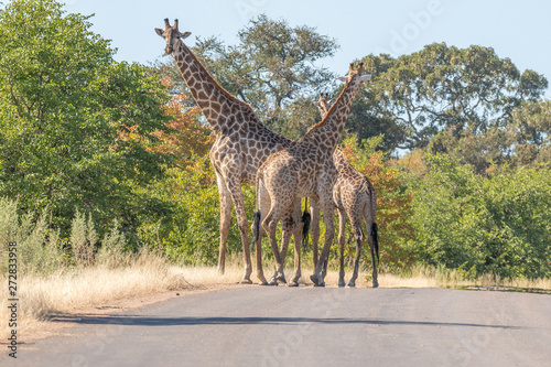 Three South African giraffes in a road