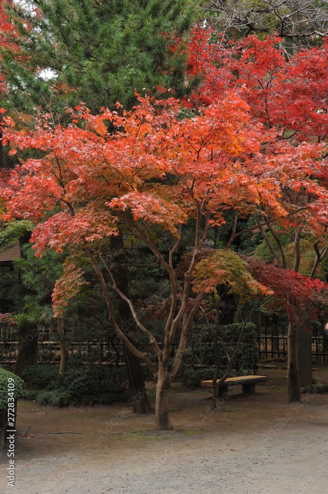 Naklejka premium 紅葉