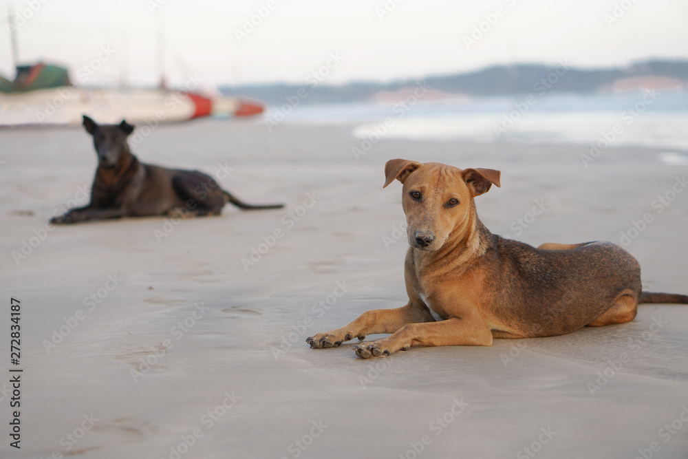 Naklejka premium Beautiful dog by the sea or ocean. An animal on the shores of the Indian Ocean in Shrilanka. The pet walks free.