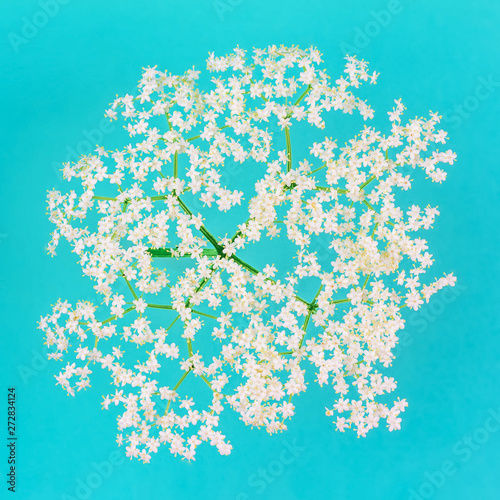 bouquet of small delicate white flowers on a blue pastel background close-up top view