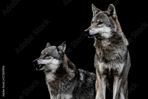 zwei Wölfe