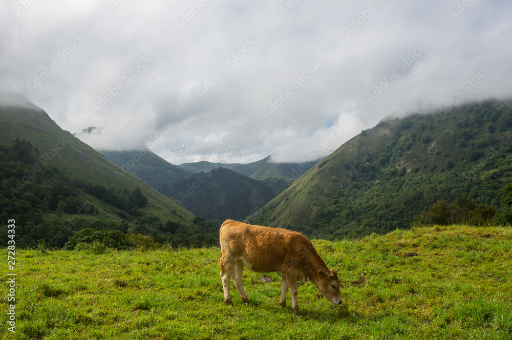 farm cows in asturias