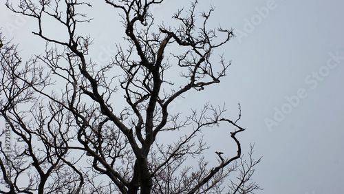 A bare tree with twisting branches against a gloomy foggy day.
