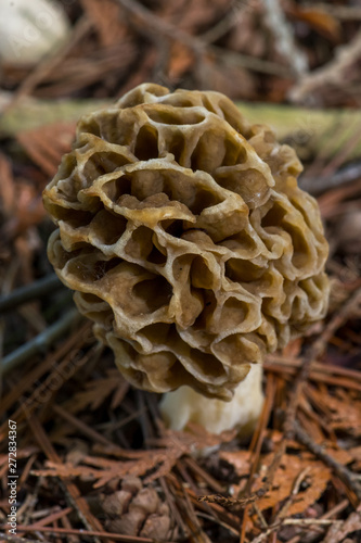Morel Mushroom (Genus Morchella) growing in woods