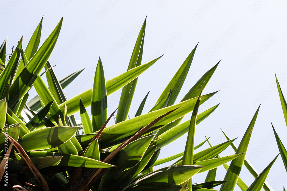 Obraz premium Beautiful pointed leaves backlit
