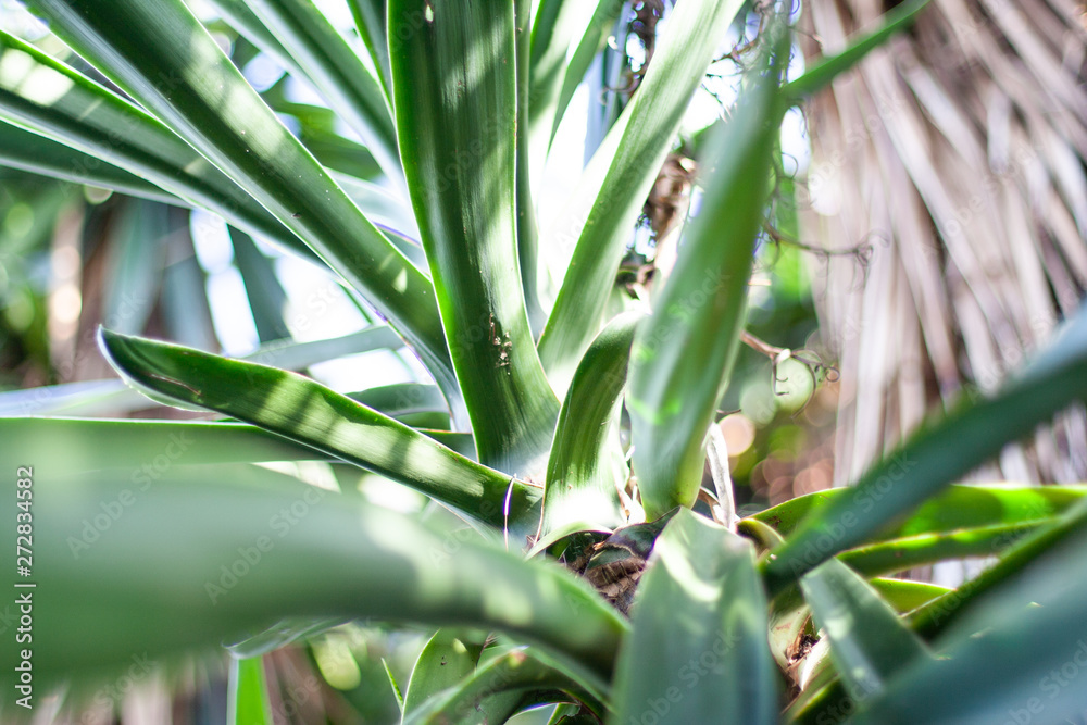 Fototapeta premium green plant details