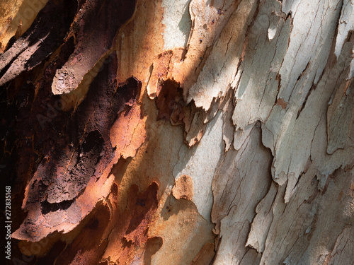 Detail of the eucalyptus bark