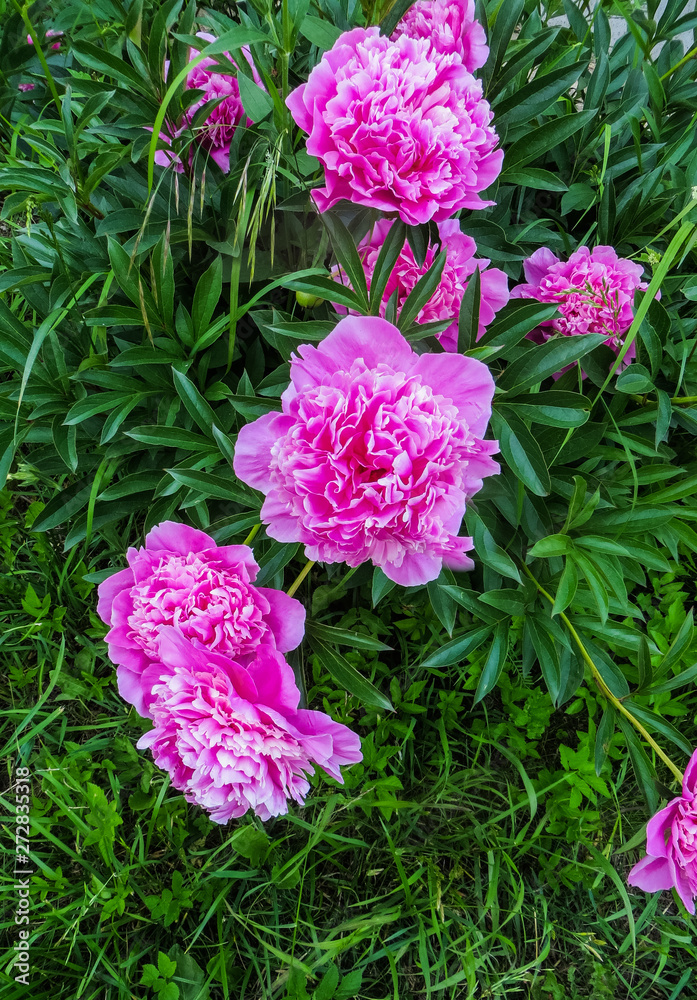 Pink flower peonies flowering on background pink flowers. Pink flower peonies flowering on background pink flowers.
