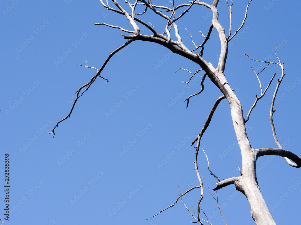 Obraz premium dead tree on blue sky