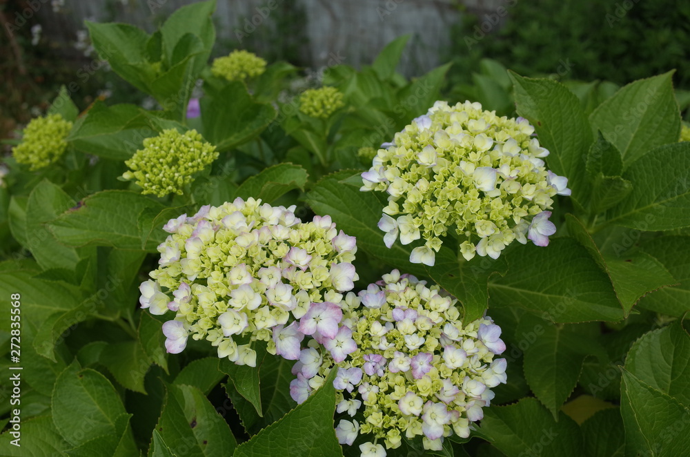 紫陽花