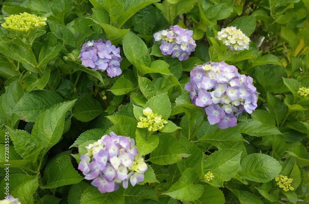 紫陽花 紫陽花