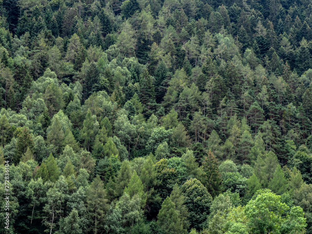 General view of forest pine trees General view of forest pine trees