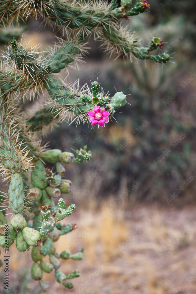 Small but striking cactus flower blooming in the wilderness. postcard/greeting card from southwest Arizona 