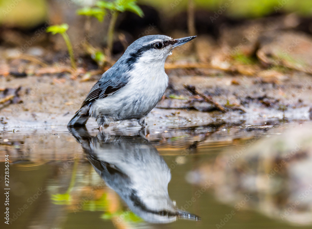 Obraz premium nuthatch