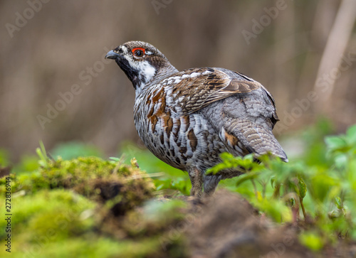 	hazel grouse 