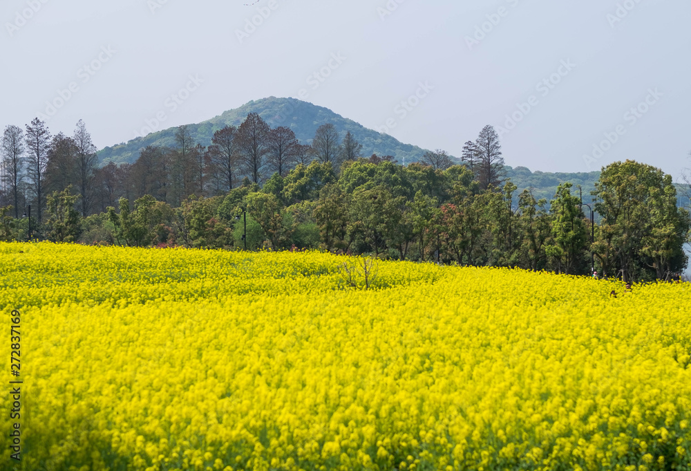 Yellow flower field in summer sunshine