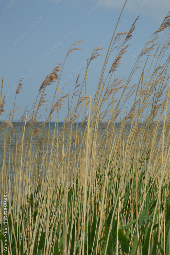 Obraz premium Schilf mit Seeblick