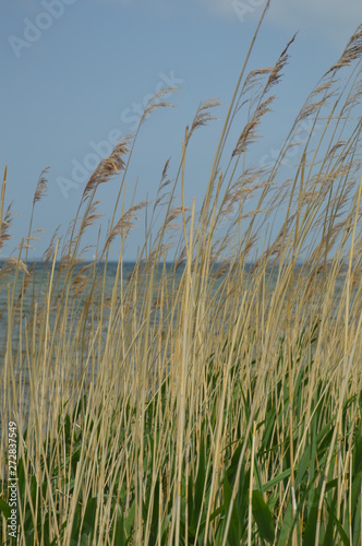 Schilf mit Seeblick